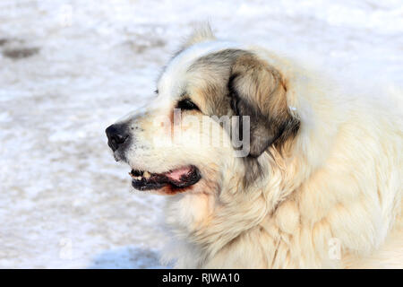 Ashkash Hund Vieh hüten Stockfoto