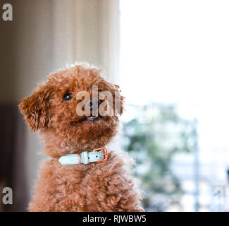 Toy Pudel lächelnd Stockfoto