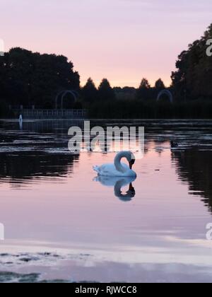 Schwan Schwimmen in einem See mit einem wunderschönen Sonnenuntergang im Hintergrund, der sich auf dem See. Stockfoto