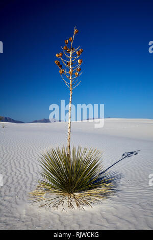 Seife Baum Yucca Pflanze in White Sands National Monument, New Mexico, USA Stockfoto