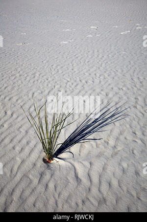 Junge Seife Baum Yucca Pflanze in White Sands National Monument, New Mexico, USA Stockfoto