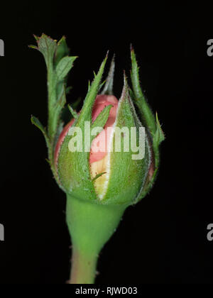 Makrofotografie von Pink Rose Bud isoliert auf schwarzem Hintergrund Stockfoto