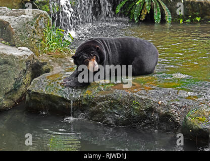 Malayan Sun Bear Legen Sie sich auf den Felsen in der Nähe von Stream Wasserfall Stockfoto