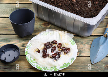 Pflanzen gekeimt lychee Gruben im Boden. Stockfoto