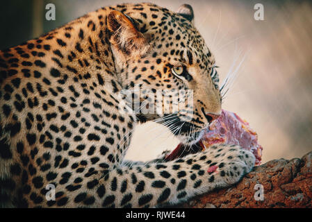 Portrait einer Fleisch essen Leopard in einem großen Freigehege bei Sonnenuntergang auf einer Farm in Namibia Stockfoto