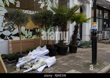 Topfpflanzen erwarten Eintropfen in ein Geschäft, das derzeit renoviert wird, am 6. Februar 2019 in London, England. Stockfoto