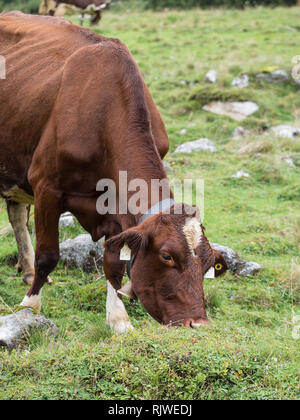 Milch Kuh auf der Weide Stockfoto