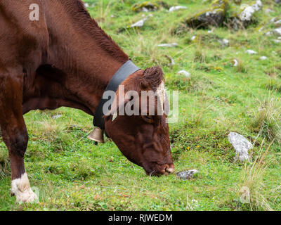 Milch Kuh auf der Weide Stockfoto