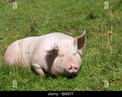 Schwein auf der Weide Stockfoto