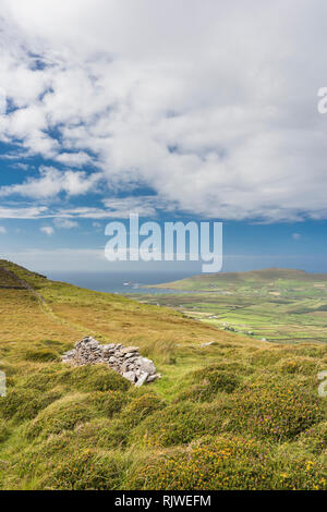 Blick über die Berge, Moor und Heide der westlichen Halbinsel Dingle aus den Wanderweg auf der Oberseite Reenconnell, County Kerry, Irland Stockfoto