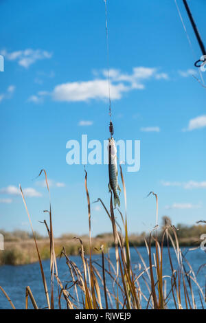 Wenig Hecht an einem Haken Spinner vor blauem Himmel und See Stockfoto