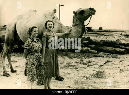 Altes Foto mit einem Kamel Stockfoto