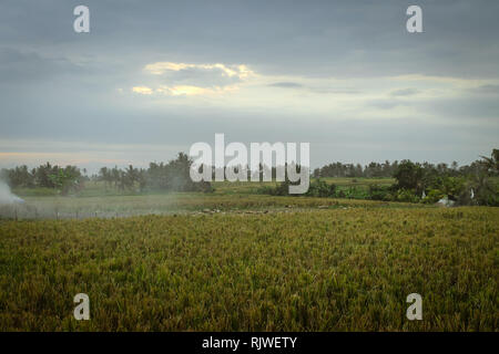 BALI, Indonesien - November 20, 2013: Ein Blick auf die Reisfelder in der Erntezeit bei Sonnenuntergang. Stockfoto