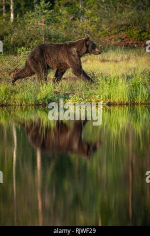 Europäische Braunbär (Ursus arctos) Wandern am Ufer des Sees, in den See, Suomussalmi, Kainuu, Finnland wider Stockfoto