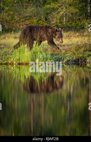 Europäische Braunbär (Ursus arctos) Wandern am Ufer des Sees, in den See, Suomussalmi, Kainuu, Finnland wider Stockfoto