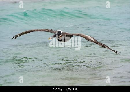 Brown pelican (urinator Pelicanus Occidentalis) im Flug, Isabela Island, Galapagos, Ecuador Stockfoto