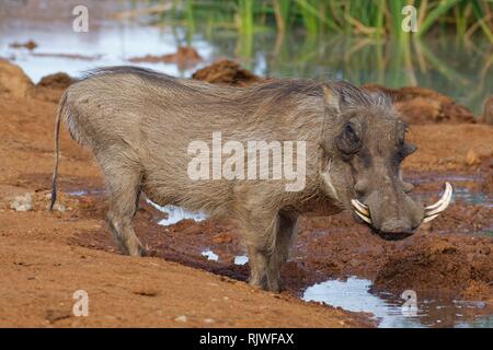 Gemeinsame Warzenschwein (Phacochoerus africanus), erwachsenen Mann, an einem Wasserloch, Alert, Addo Elephant National Park, Eastern Cape Stockfoto