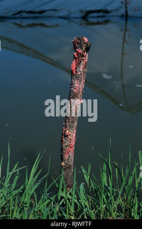 Eier von Golden Apple Schnecke oder kanalisiert, apfelschnecken Pomacea caniculata, in einem Reisfeld, Luzon, Philippinen Stockfoto