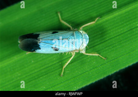 Blaue Farbe Variation eines grünen Paddy leafhopper, Nephotettix virescens, biotypen von diesem Schädling-spezies Stockfoto