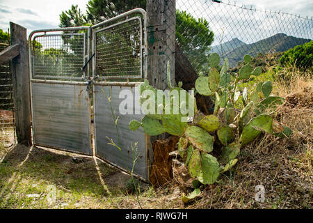 Feigenkakteen vor einem alten rostigen Tor in südlichen Frankreich. Stockfoto