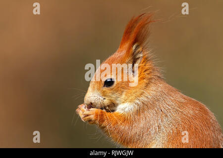 Porträt der Eurasischen red Squirrel, sciurus vulgaris, im Herbst Wald. Stockfoto