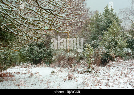 Hübsche Landschaftsszene im Wald oder Wald mit Schnee im Winter. Stockfoto