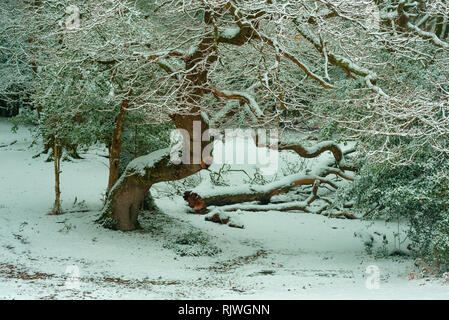 Waldschnee. Verdrehter Baum in einer verschneiten Winterwaldszene, Stockfoto