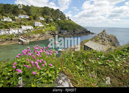 Rosa Blumen auf einer Klippe in der Nähe des Loft am Vorgewende Polperro in Cornwall. Stockfoto