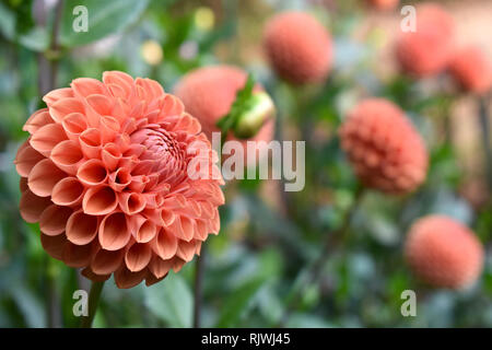 Dahlie Cornel Bronze Stockfoto