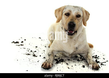 DIRTY MIXEDBRED GOLDEN ODER LABRADOR RETRIEVER UND MASTIFF HUND, NACH DEM SPIEL IN ein SCHLAMMLOCH, und ein lustiges Gesicht. Isoliert gegen den weißen Hintergrund. Bolzen Stockfoto