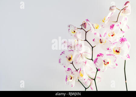 Weiß und rosa getupft Orchidee auf weißem Hintergrund. Raum Stockfoto