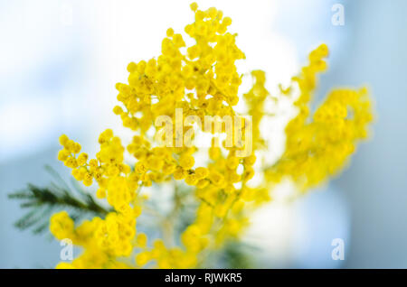 Mimosa Blumenstrauß in einer blauen Flasche, abstrakte Blurry flache Tiefenschärfe Hintergrund Stockfoto