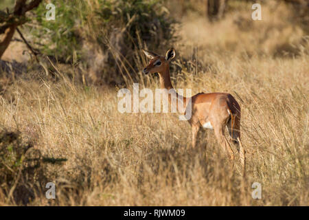 Ein einziges Weibchen Gerenuk oder Giraffe Gazelle in offenen Scrub, suchen und Alert, Lewa Wüste, Lewa Conservancy, Kenia, Afrika Stockfoto