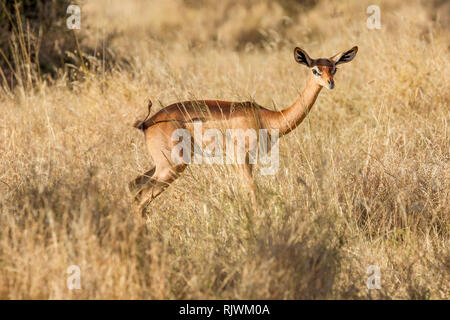 Ein einziges Weibchen Gerenuk oder Giraffe Gazelle in offenen Scrub, suchen und Alert, Lewa Wüste, Lewa Conservancy, Kenia, Afrika Stockfoto