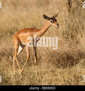 Ein einziges Weibchen Gerenuk oder Giraffe Gazelle in offenen Scrub, suchen und Alert, Lewa Wüste, Lewa Conservancy, Kenia, Afrika Stockfoto