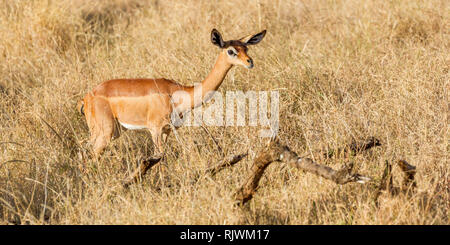 Ein einziges Weibchen Gerenuk oder Giraffe Gazelle in offenen Scrub, suchen und Alert, Lewa Wüste, Lewa Conservancy, Kenia, Afrika Stockfoto