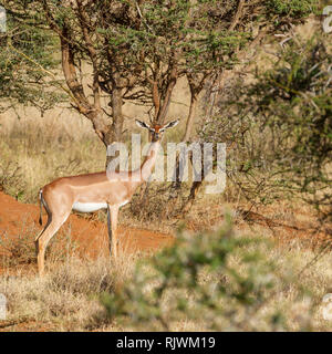 Ein einziges Weibchen Gerenuk oder Giraffe Gazelle in offenen Scrub, suchen und Alert, Lewa Wüste, Lewa Conservancy, Kenia, Afrika Stockfoto