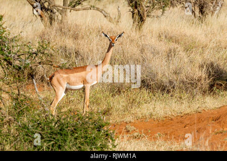 Ein einziges Weibchen Gerenuk oder Giraffe Gazelle in offenen Scrub, suchen und Alert, Lewa Wüste, Lewa Conservancy, Kenia, Afrika Stockfoto