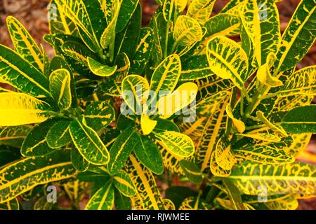 Grün und Gelb croton (Codiaeum variegatum) in einem tropischen Garten in Queensland, Australien. Stockfoto