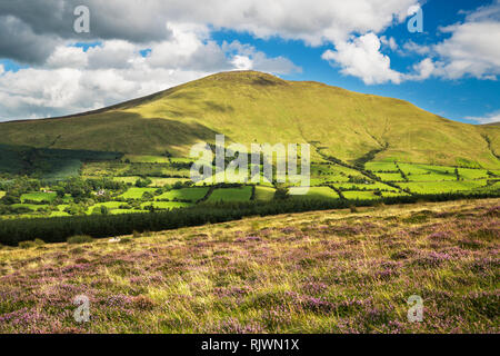 Ein sonniger Tag im August mit reichlich blühenden lila Heidekraut in der Galty Mountains (Galtee Mountains), County Tipperary, Irland Stockfoto