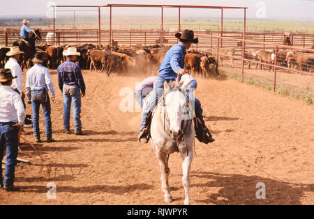 Amerikanische Cowboys: 1990 s Cowboys in den amerikanischen Westen im Frühjahr Branding Zeit auf das Dreieck Ranch in der Nähe von Paducah Texas Ca. 1998. Stockfoto