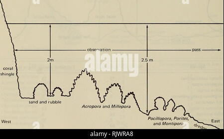. Atoll Forschung Bulletin. Korallenriffe und Inseln; Meeresbiologie; Marine Sciences. 134 Fisch Beobachtung, Spam Insel, Lagune: FO 018045 befragt: 9 Dez 73, 1430-1450 Stunden. Tide: Eingehende zu Hoch - High (1.3 m) bei 1821 Stunden. HIV: 20 m. Beobachtung Anschluss Länge: 40 m. Beobachtung Bereich allgemeine Beschreibung: Bereich unmittelbar östlich der Lagune Ufer des Spam Insel zu. Abwechslungsreiche unten; im Shoreline eine Steigung von Coral Schindel, die sich bis zu 25 m Tiefe, wo unten aus Sand ist, coral Schutt, und vereinzelte Korallenblöcke. Weiter im Norden und Osten, Acropora Millepora und sind sehr reichlich, die bis t Stockfoto