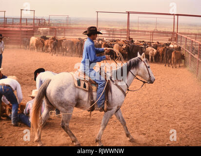 Amerikanische Cowboys: 1990 s Cowboys in den amerikanischen Westen im Frühjahr Branding Zeit auf das Dreieck Ranch in der Nähe von Paducah Texas Ca. 1998. Stockfoto