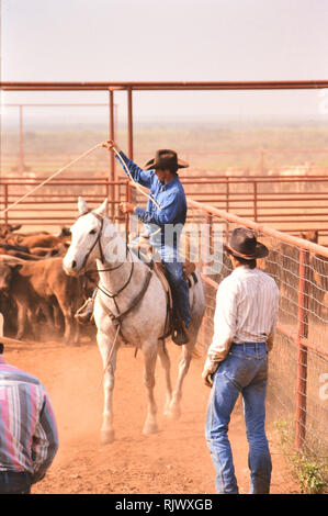 Amerikanische Cowboys: 1990 s Cowboys in den amerikanischen Westen im Frühjahr Branding Zeit auf das Dreieck Ranch in der Nähe von Paducah Texas Ca. 1998. Stockfoto