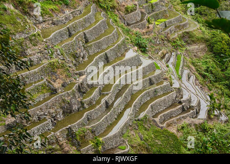 Die UNESCO Reisterrassen von batad im Nebel, Banaue, Mountain Province, Philippinen Stockfoto