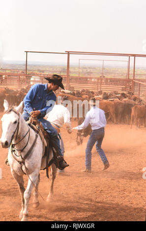 Amerikanische Cowboys: 1990 s Cowboys in den amerikanischen Westen im Frühjahr Branding Zeit auf das Dreieck Ranch in der Nähe von Paducah Texas Ca. 1998. Stockfoto