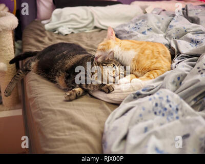 Die Mintie tabby und Mika die orange tabby Kuscheln auf dem Bett Stockfoto