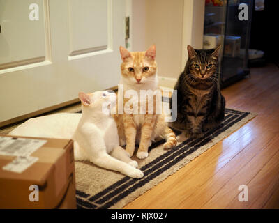 Die flamme Mitzie point Siam, Mika die orange Tabby, Mintie die Katze alle, der an der Tür Stockfoto