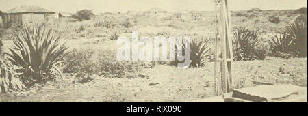 . Atoll Forschung Bulletin. Korallenriffe und Inseln; Meeresbiologie; Marine Sciences. Platte 1. Blick auf Anegada aus der Nähe von Loblolly Bay im Südwesten suchen. Virgin Gorda ist aus der Ferne, gesehen zu werden. Platte 2. Blick auf die Landschaft, die die Beilegung zeigen das Ausmaß der Überweidung.. Bitte beachten Sie, dass diese Bilder sind von der gescannten Seite Bilder, die digital für die Lesbarkeit verbessert haben mögen - Färbung und Aussehen dieser Abbildungen können nicht perfekt dem Original ähneln. extrahiert. Smithsonian Institution. Drücken Sie; National Research Council (U. S.). Pacific Science Board; Stockfoto
