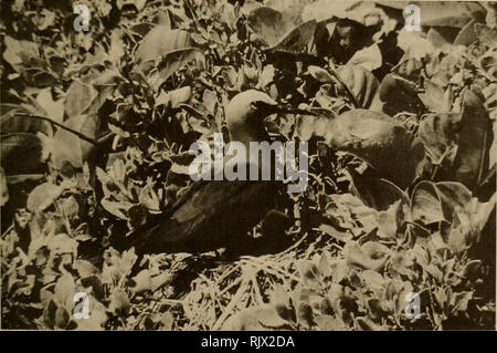 . Atoll Forschung Bulletin. Korallenriffe und Inseln; Meeresbiologie; Marine Sciences. 235 1923 Wetmore (ms.) fouxid ihnen Verschachtelung auf das Wellblechdach eines alten Gebäudes, im Inneren des Gebäudes (Ein Küken), und in den wenigen verbleibenden Bäume, und auf Rock Simsen rund um die Strände. Westing auf künstliche Strukturen und Felsen war indoubtedly aufgrund der fehlenden Vegetation in Bereichen, in denen die Vögel normalerweise verschachtelt. Nachweis der Com-Petition für Nistplätze wurde durch die Schachtelung von Schwarzen Noddies die wenige Meter von Nesting Red-footed boobies - gezeigt - viel näher, als unter den gegenwärtigen Bedingungen. In den letzten Stockfoto